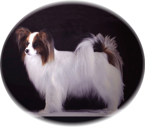 Papillon Male