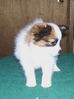 Filename=adamsushipups7weeksold_09.jpg
Filesize=158KB
Dimensions=1056x1413
Date added=Mar 22, 2009 adamsushipups7weeksold_09.jpg