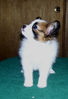 adamsushipups7weeksold_10.jpg