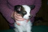 Filename=adamsushipups7weeksoldrocky_13.jpg
Filesize=335KB
Dimensions=2047x1365
Date added=Mar 22, 2009 adamsushipups7weeksoldrocky_13.jpg