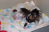 Filename=100_1315.jpg
Filesize=287KB
Dimensions=2047x1365
Date added=Feb 09, 2009 100_1315.jpg