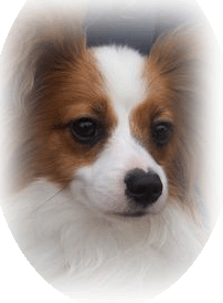Papillon Show Dog  Riesa's Jitter Bug