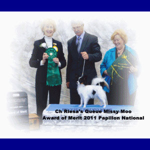 Papillon Breeder Award of Merit Pup