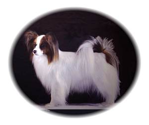 Papillon Male