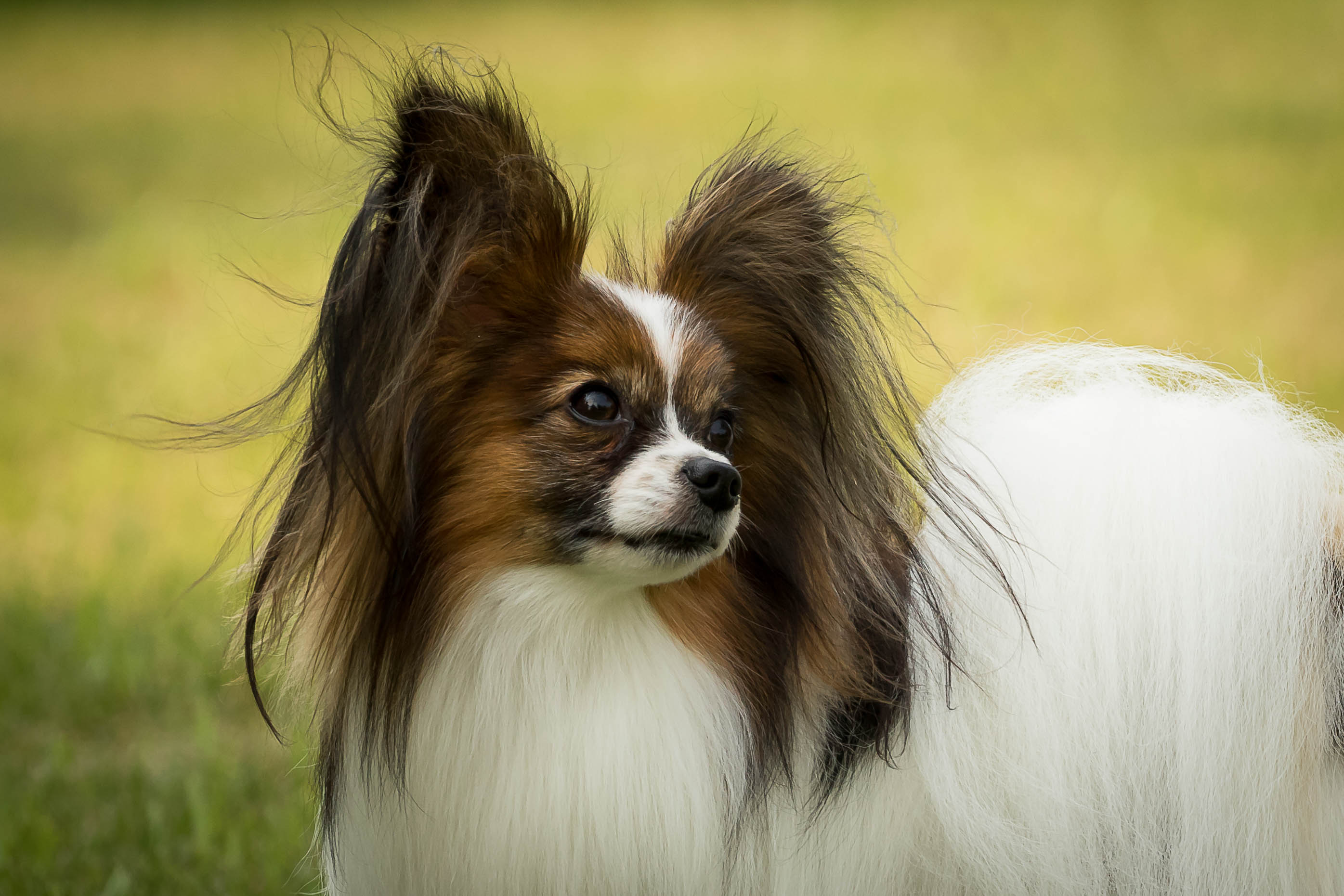 Papillon Breeders Papillon Pups Papillon Information